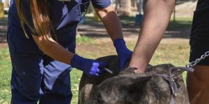 Atención destinadas a mascotas
