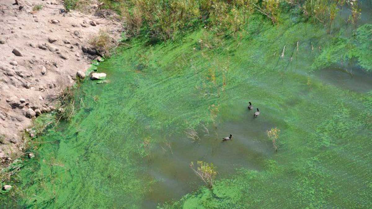 ¿Cómo afecta la presencia de las algas al suministro de agua en Cerri?