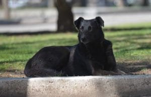 Atención veterinaria gratuita – cuándo, dónde y cómo acceder a la vacunación antirrábica, desparacitación y castración