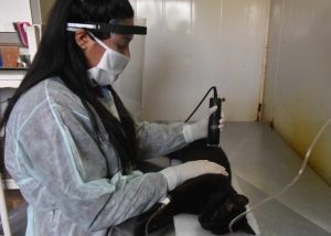 Atención veterinaria: cronograma establecido entre el 2 y 6 de noviembre